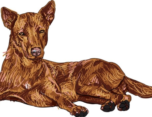 How To Paint Shaggy Fur On A Dog