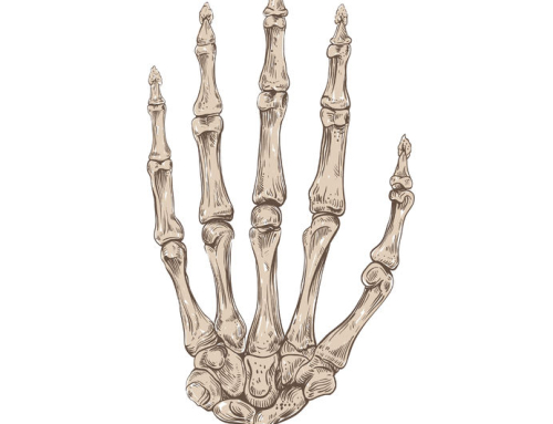 Understanding The Bones Of The Human Hand To Improve Your Hand Drawings